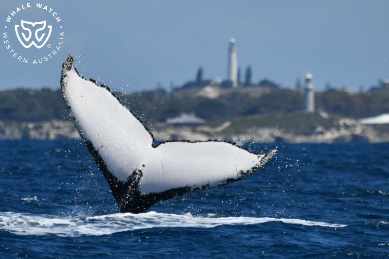 Whale Watch Western Australia