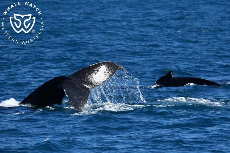 Whale Watch Western Australia