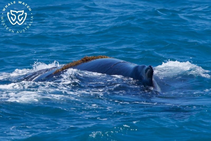 Whale Watch Western Australia