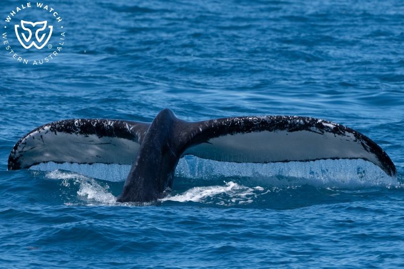 Whale Watch Western Australia