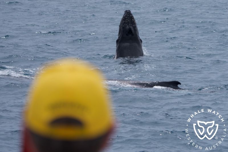Whale Watch Western Australia