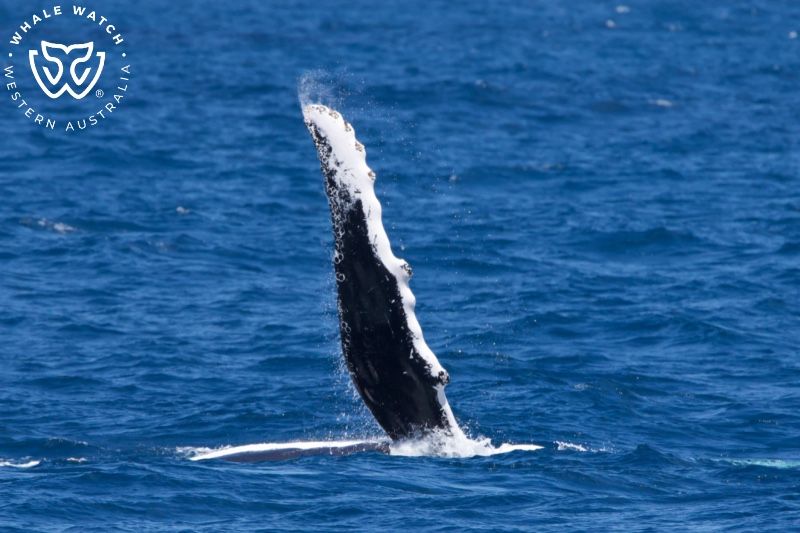 Whale Watch Western Australia