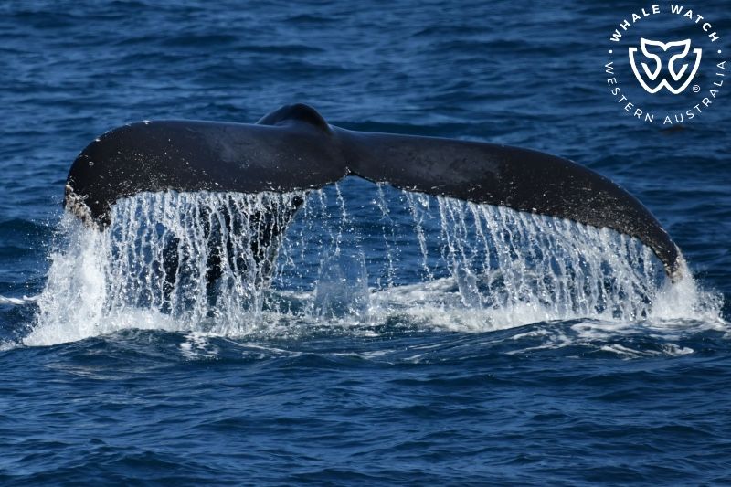Whale Watch Western Australia