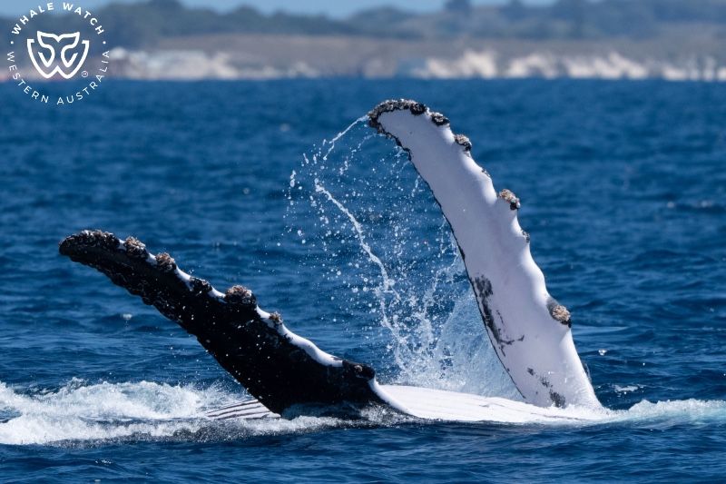 Whale Watch Western Australia