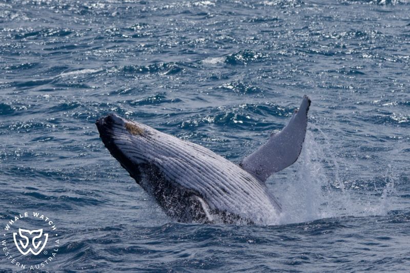 Whale Watch Western Australia