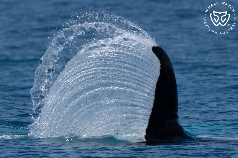 Whale Watch Western Australia
