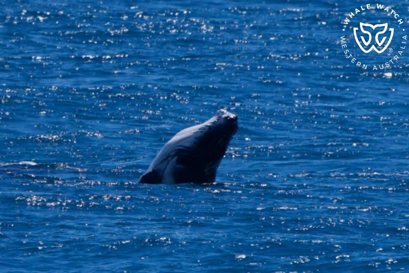 Whale Watch Western Australia