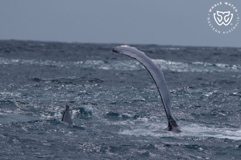 Whale Watch Western Australia