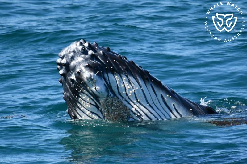 Whale Watch Western Australia