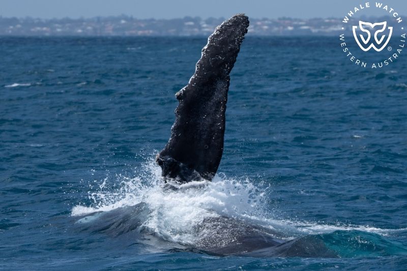 Whale Watch Western Australia