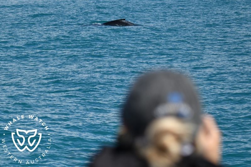 Whale Watch Western Australia