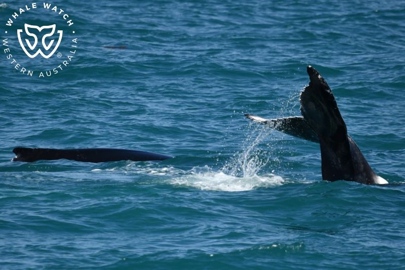 Whale Watch Western Australia