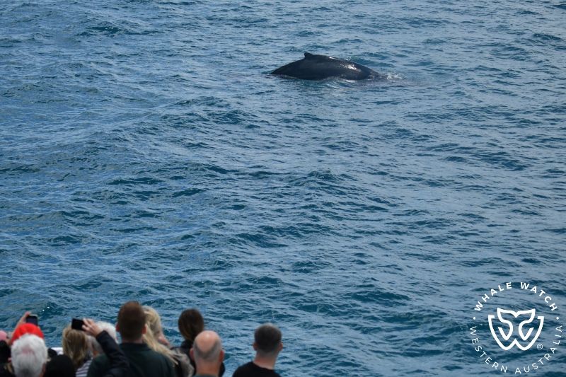 Whale Watch Western Australia