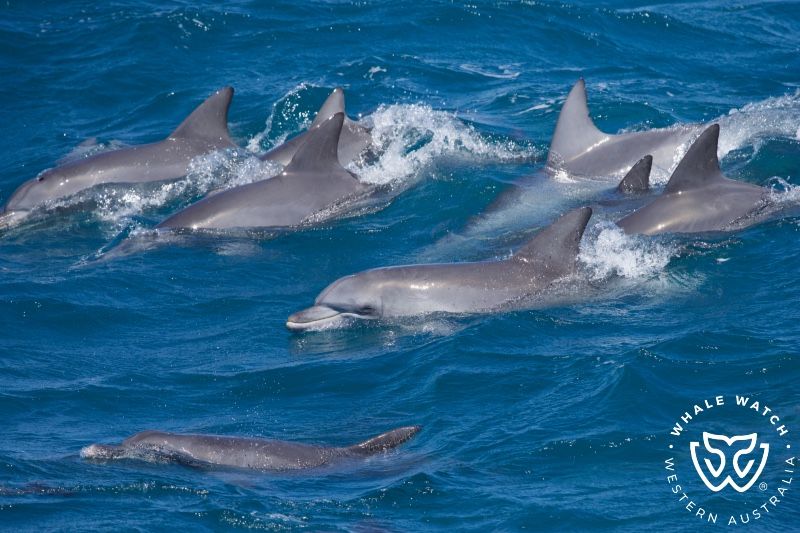 Whale Watch Western Australia