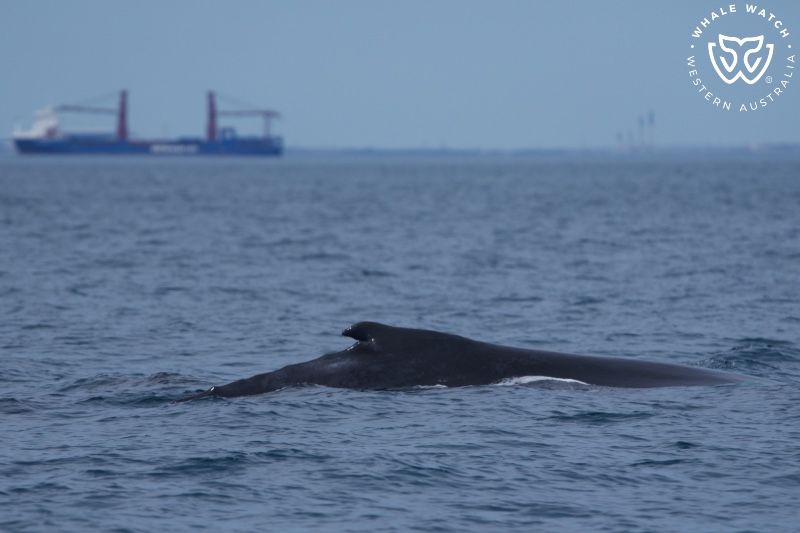 Whale Watch Western Australia