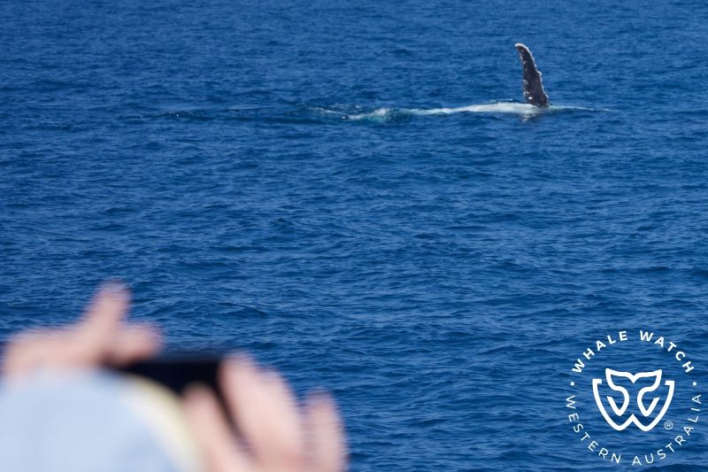 Whale Watch Western Australia