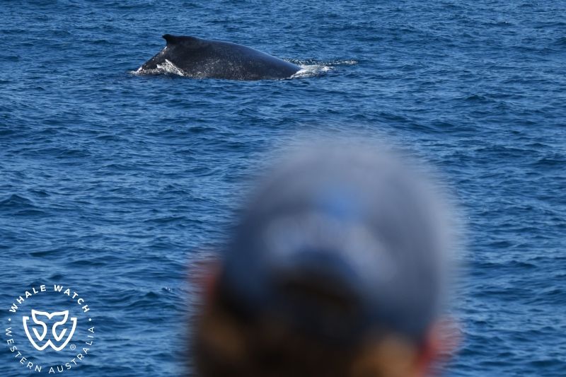 Whale Watch Western Australia
