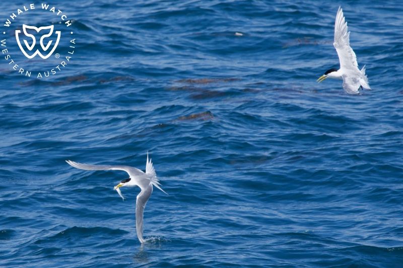 Whale Watch Western Australia