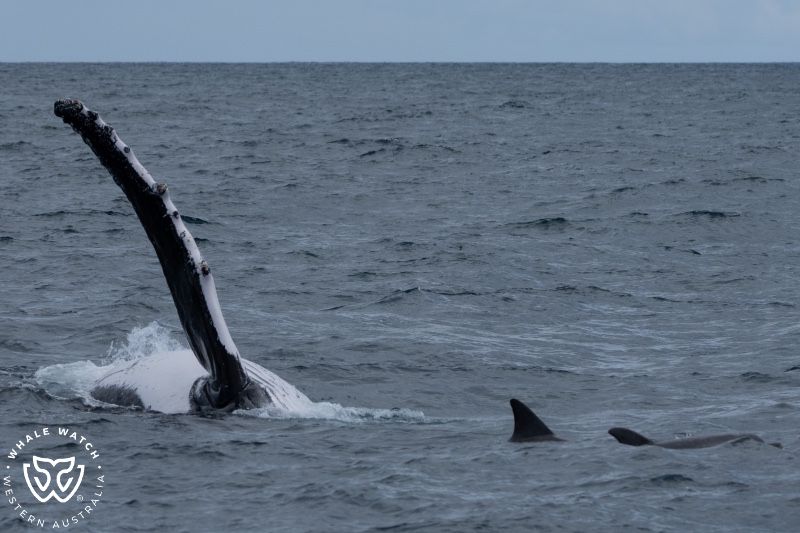 Whale Watch Western Australia