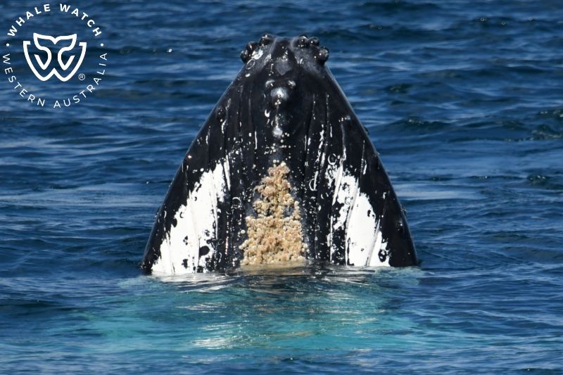 Whale Watch Western Australia