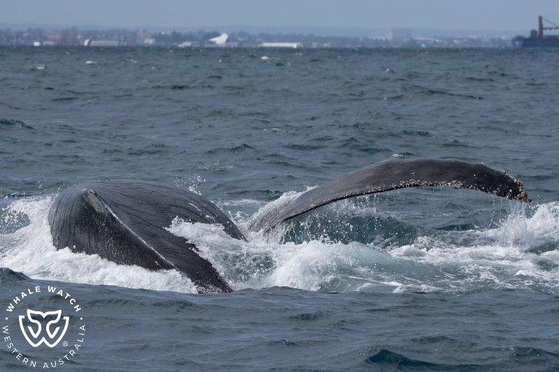 Whale Watch Western Australia