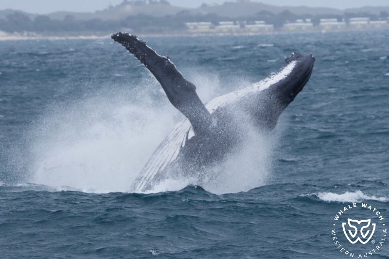 Whale Watch Western Australia
