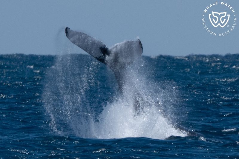 Whale Watch Western Australia