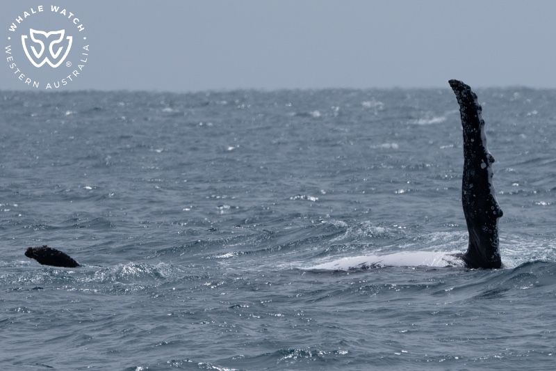 Whale Watch Western Australia