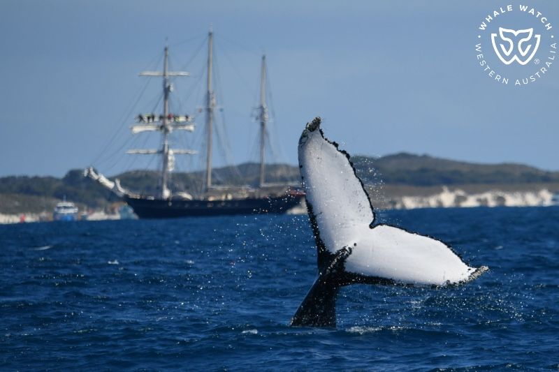Whale Watch Western Australia