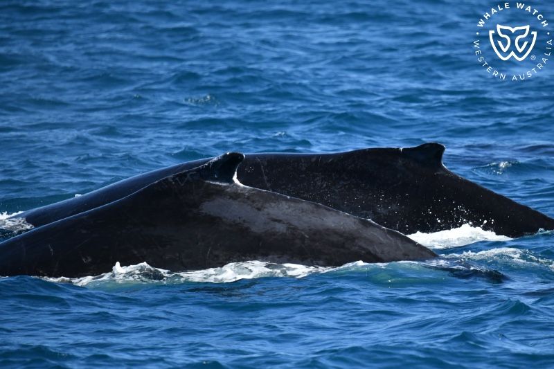 Whale Watch Western Australia