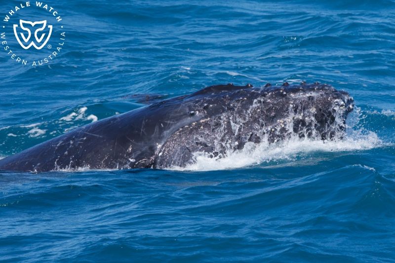 Whale Watch Western Australia
