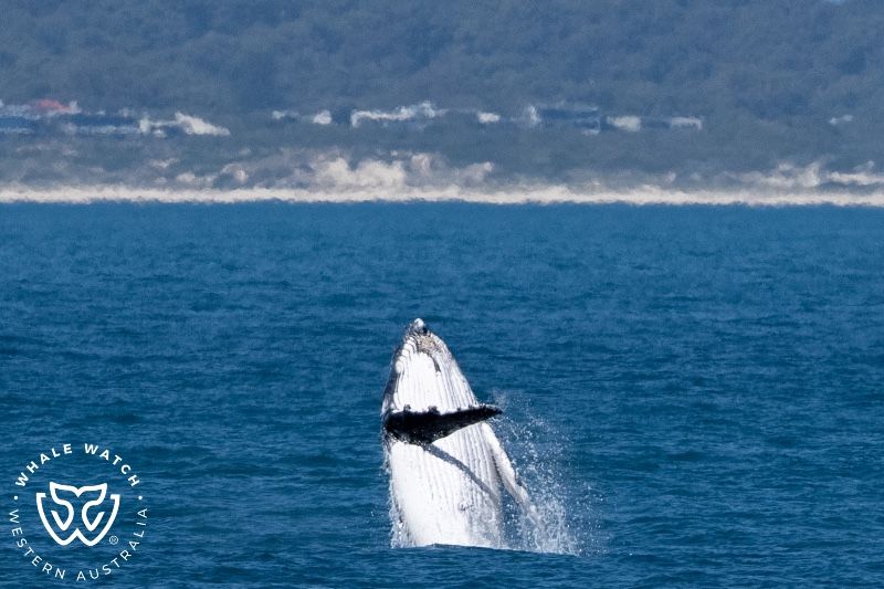 Whale Watch Western Australia