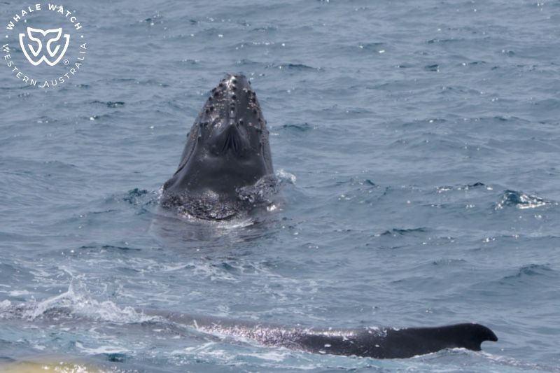 Whale Watch Western Australia