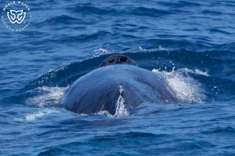 Whale Watch Western Australia