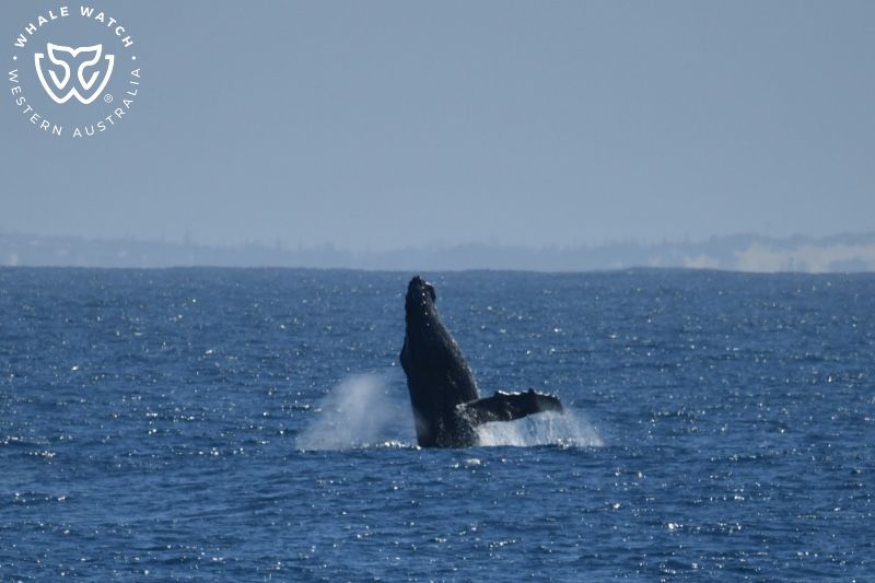 Whale Watch Western Australia