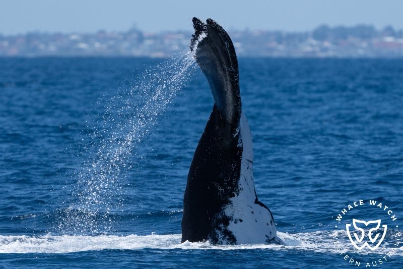 Whale Watch Western Australia