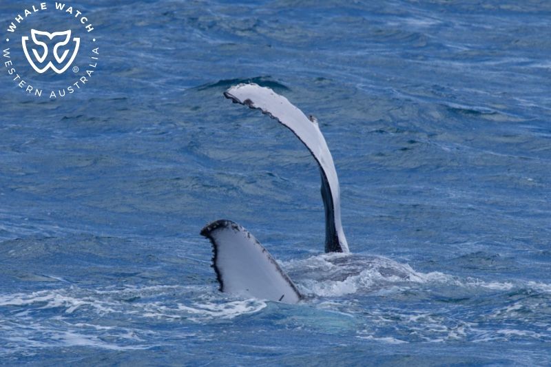 Whale Watch Western Australia