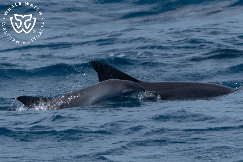 Whale Watch Western Australia