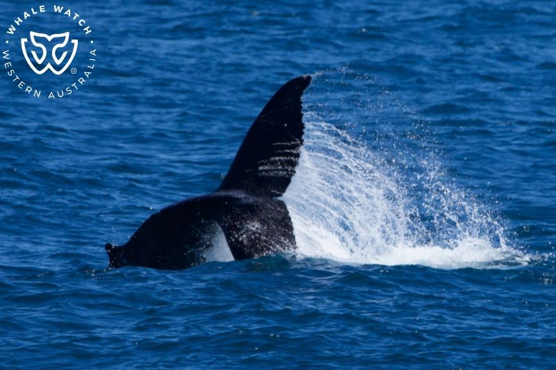 Whale Watch Western Australia