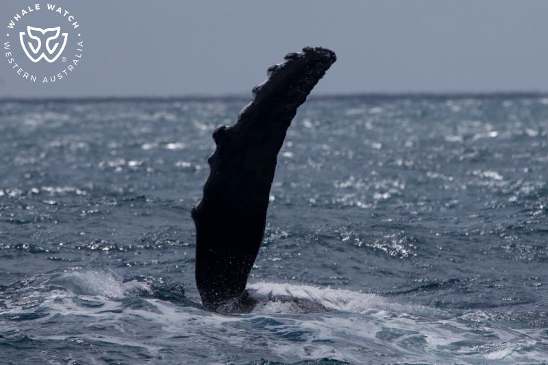 Whale Watch Western Australia