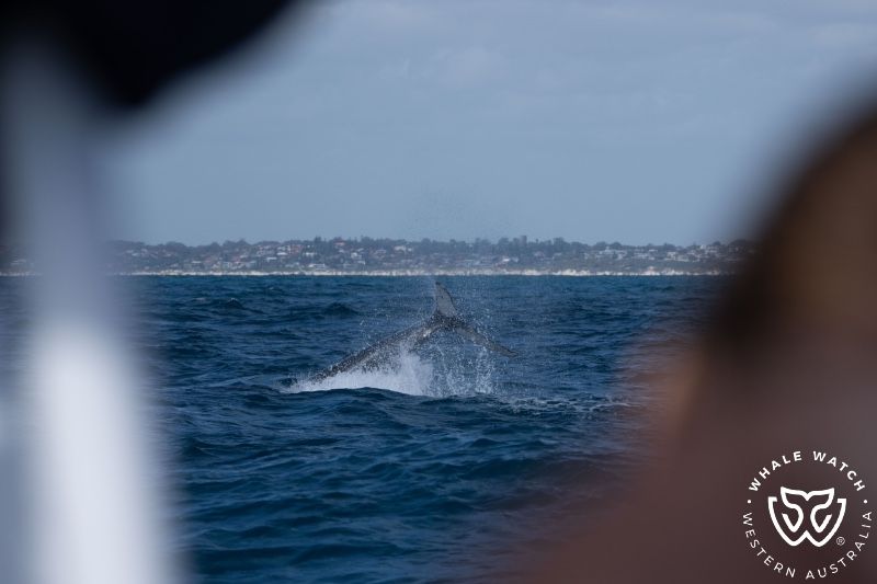 Whale Watch Western Australia