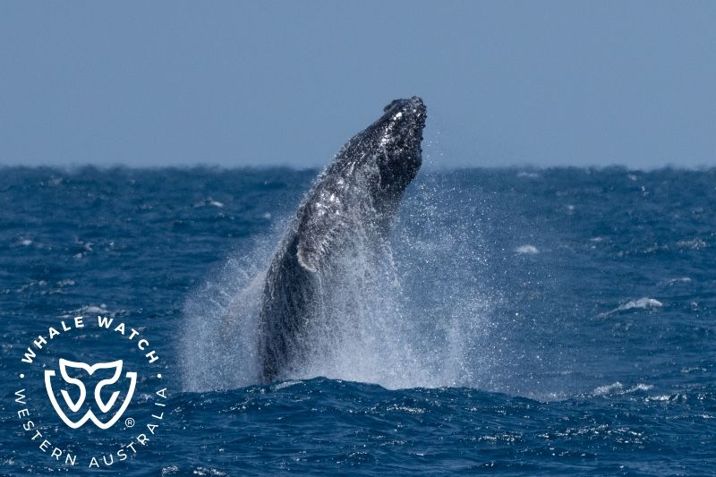 Whale Watch Western Australia