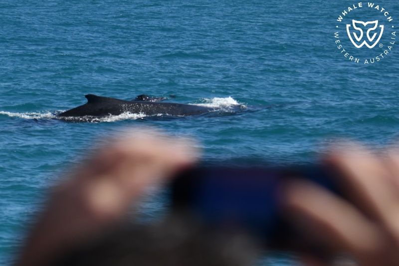 Whale Watch Western Australia