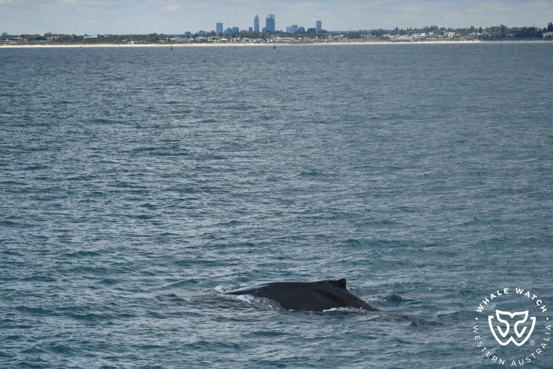 Whale Watch Western Australia