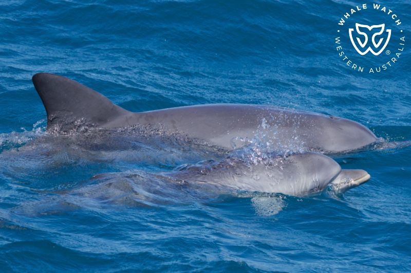 Whale Watch Western Australia