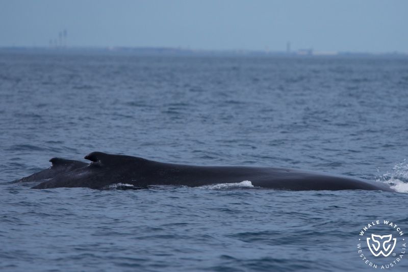 Whale Watch Western Australia