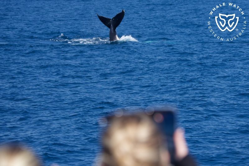 Whale Watch Western Australia