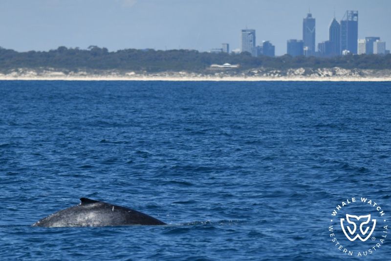 Whale Watch Western Australia