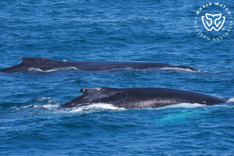 Whale Watch Western Australia