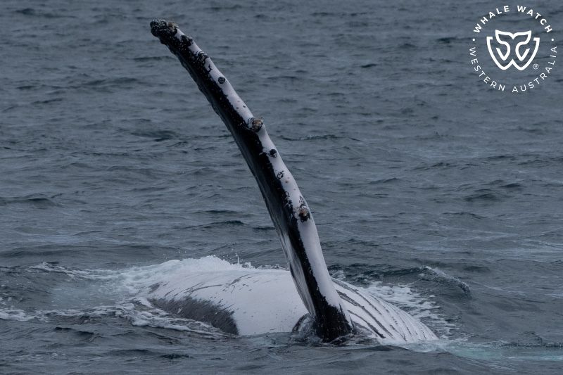 Whale Watch Western Australia